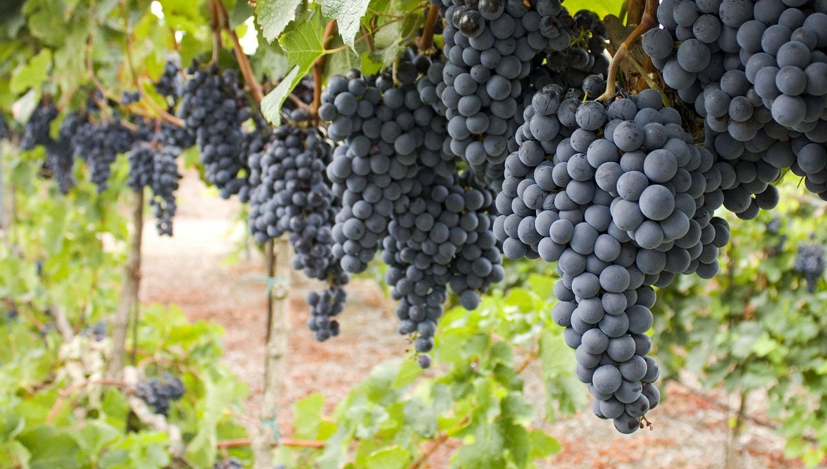 South African Grape Varietals - South African Wines